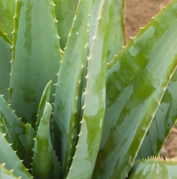 Overgrown Aloe Vera Plan