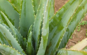 Overgrown Aloe Vera Plan