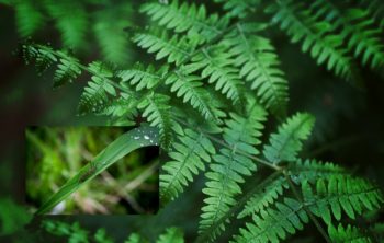 Do Ferns Attract Mosquitoes?