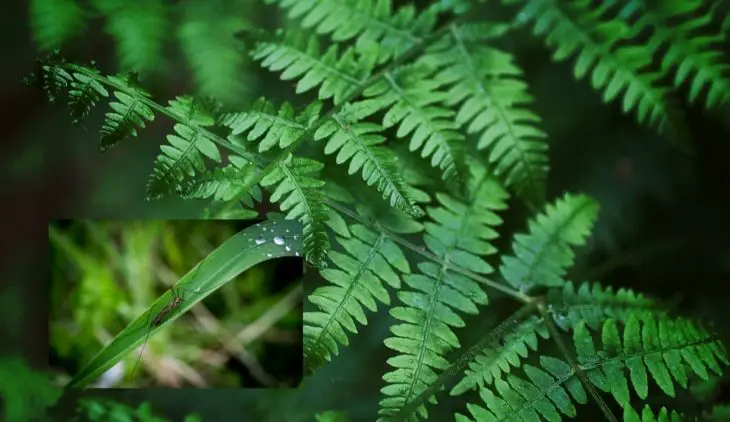 Do Ferns Attract Mosquitoes?