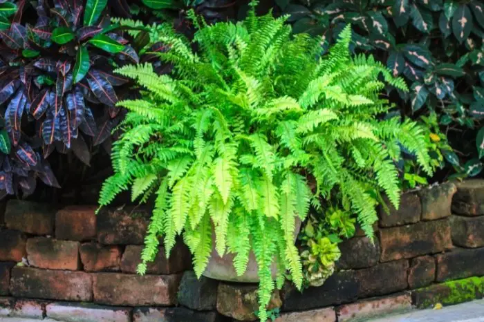 Ferns Attract Mosquitoes