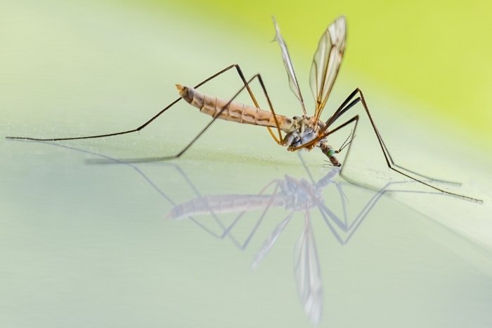 How To Reduce Or Prevent The Attraction Of Mosquito To Your Plants