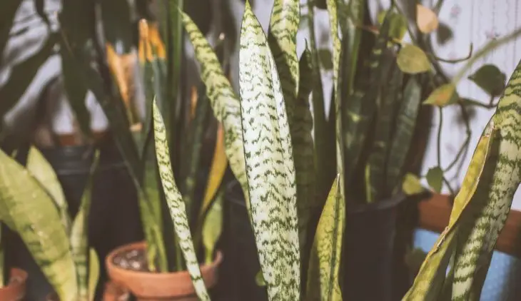 How to Keep Your Snake Plant Sunburn Free