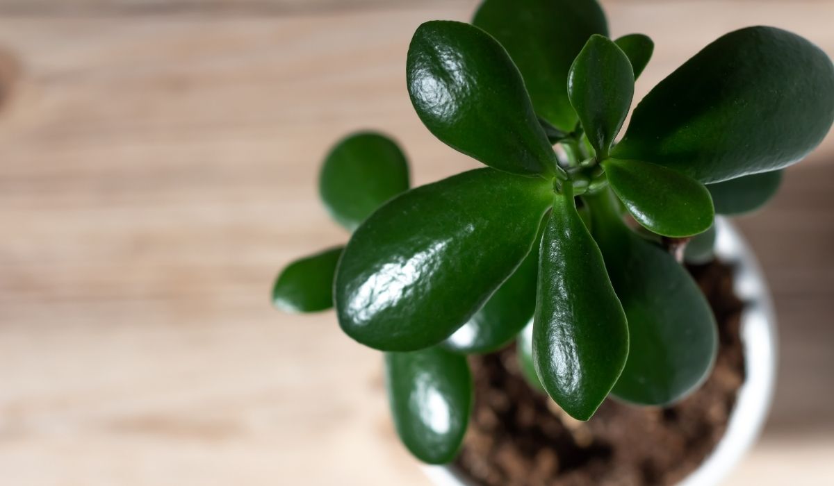 Jadepflanzenblätter kristallisieren – Finden Sie sofort heraus, warum sie kristallisieren