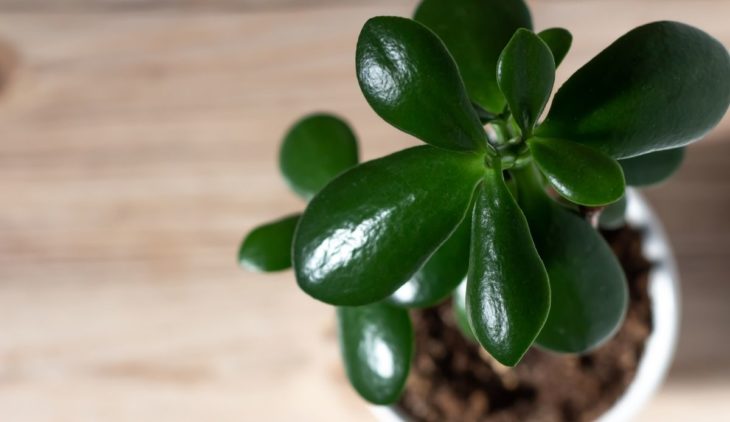 Jade Plant Leaves Crystallizing – Find Out Immediately Why Do They Crystallize