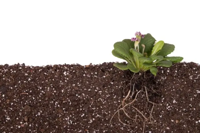 May Lead To Poor Growth Of Roots