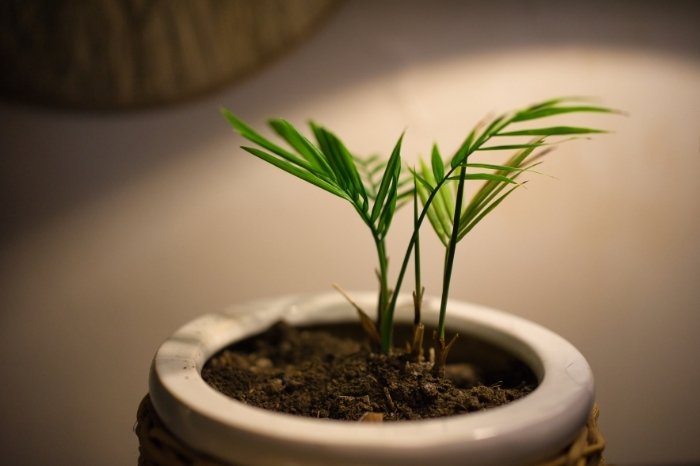 Plant Care Tips For Areca Palm Plant - Light