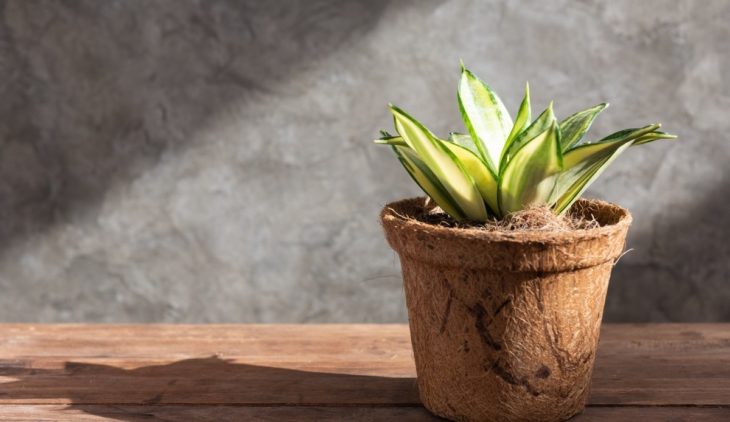 Reasons For Dry Snake Plant Roots And Possible Solutions