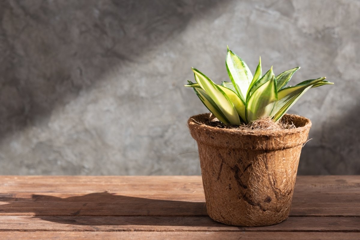 Reasons For Dry Snake Plant Roots And Possible Solutions