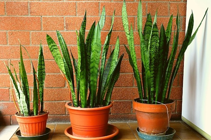 Reasons Why Your Snake Plant Is Spreading Out
