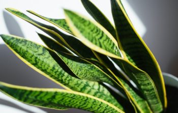 Snake Plant Spreading Out - Amazing Tips On How To Correct This Situation