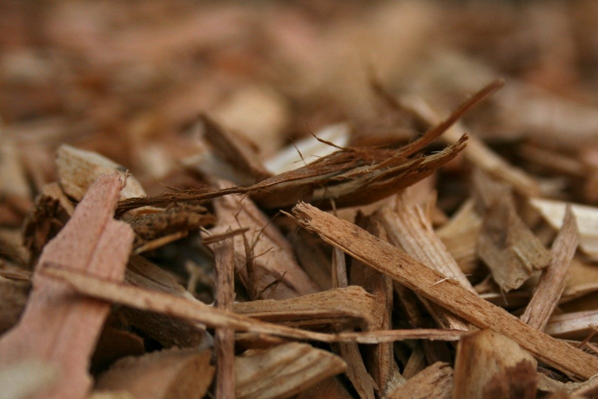 Lavorare i trucioli di legno nel terreno: possono aiutare a sviluppare il suolo