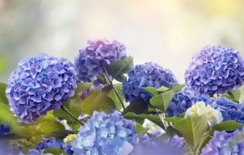 How Long Does It Take To Change Hydrangea Color?