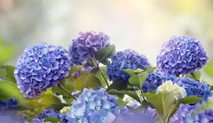 How Long Does It Take To Change Hydrangea Color?