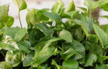 Can You Plant Pothos And Philodendron Together?