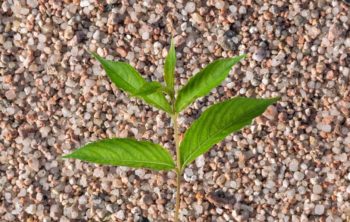 Can You Use Coarse Sand For Gardening?
