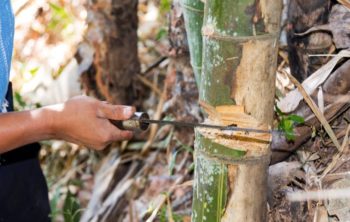 A Guide On Cutting Bamboo Stalks The Right Way