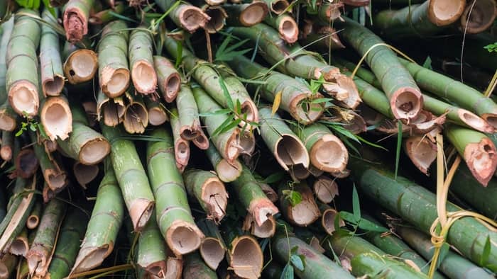 What is the best tool for cutting down bamboo
