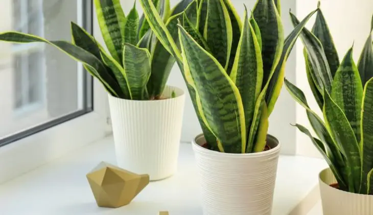 The Right Temperature For Snake Plant Growth