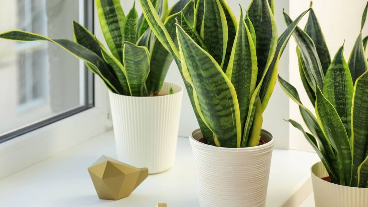 The Right Temperature For Snake Plant Growth