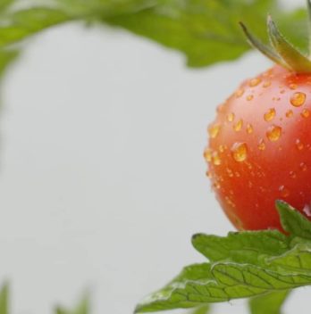 Do You Know When Tomato Plants Stop Producing?
