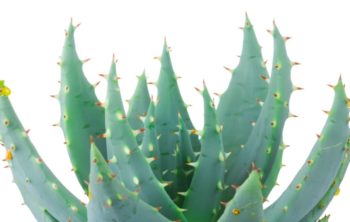 A Deeper Look At Aloe Ferox vs Aloe Vera