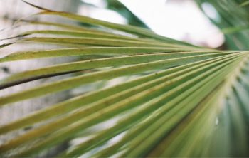 White Spots On Palm Leaves - Popular Causes and Remedies To This Serious Infestation Sign