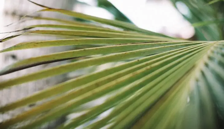 White Spots On Palm Leaves - Popular Causes and Remedies To This Serious Infestation Sign