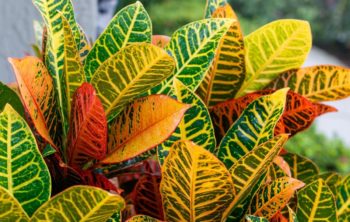 Will Croton Leaves Grow Back Reviving Croton After Leaves Drop