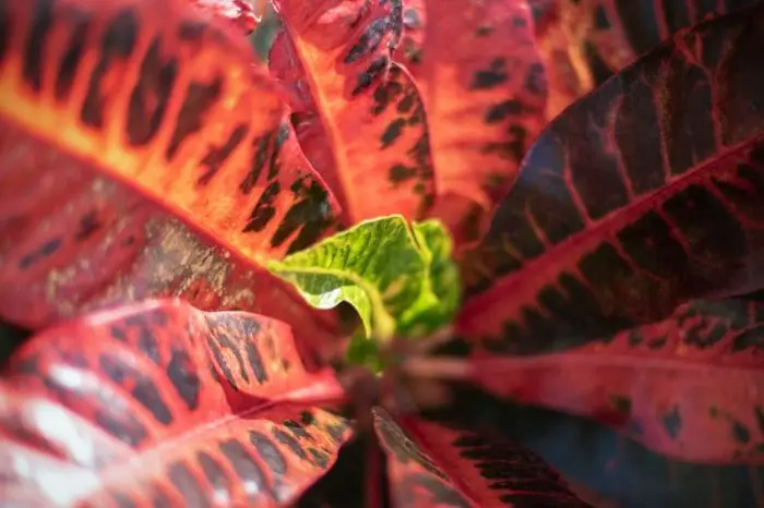 Will Croton Leaves Grow Back