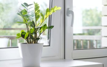 ZZ Plant Leaves Turning Light Green - Top 5 Reasons And Solutions