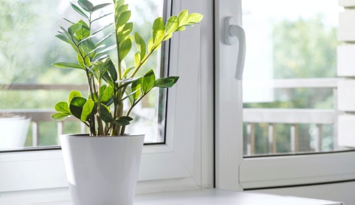 ZZ Plant Leaves Turning Light Green - Top 5 Reasons And Solutions