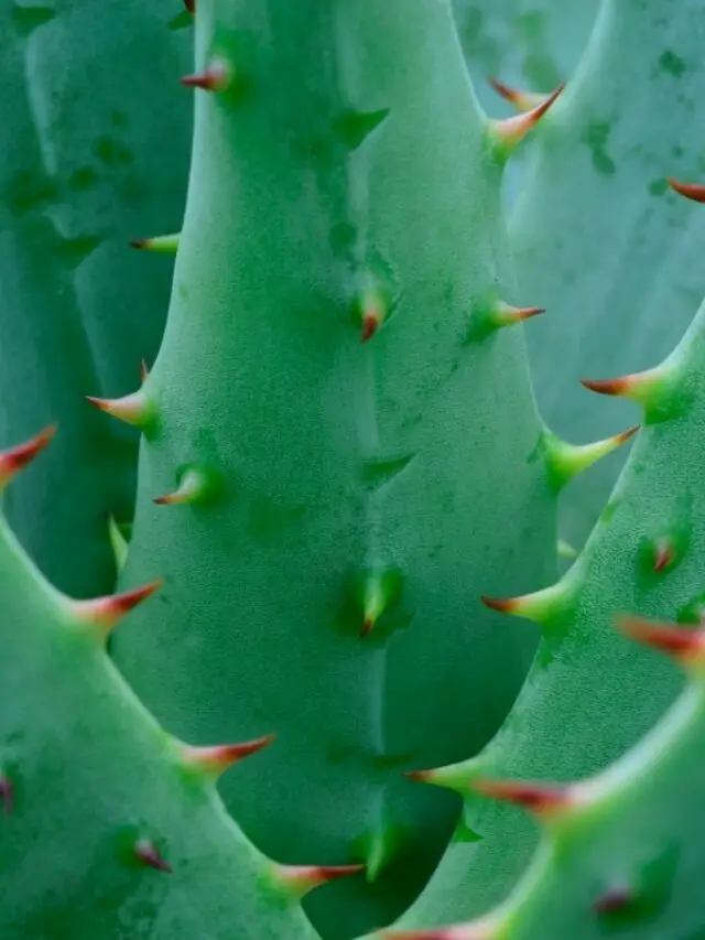 Aloe With Spikes: What’s That All About?