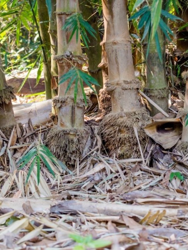 Are Your Bamboo Roots Are Orange?- Find Out What That Means