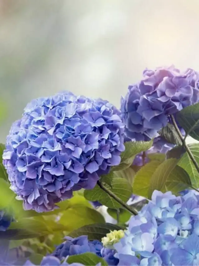 Interesting Tips To Change The Color Of Your Hydrangea Plant