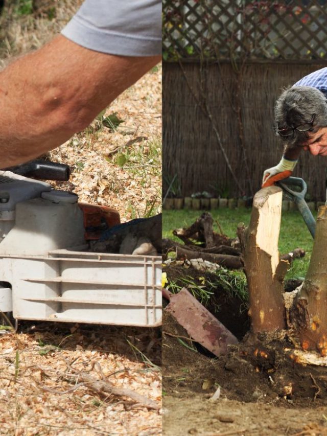 Reasons Why You Should Consider Removing A Tree Stump