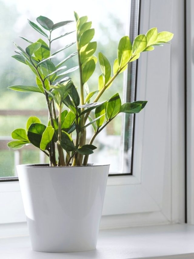 cropped-ZZ-Plant-Leaves-Turning-Light-Green-Top-5-Reasons-And-Solutions-1.jpg