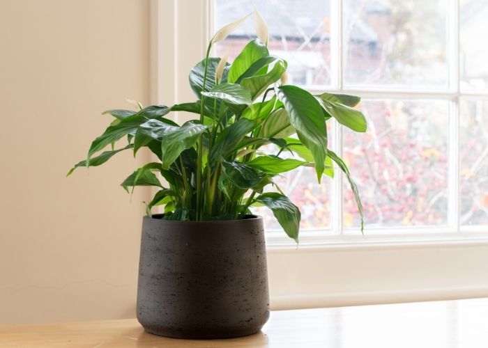  plant similar to peace lily