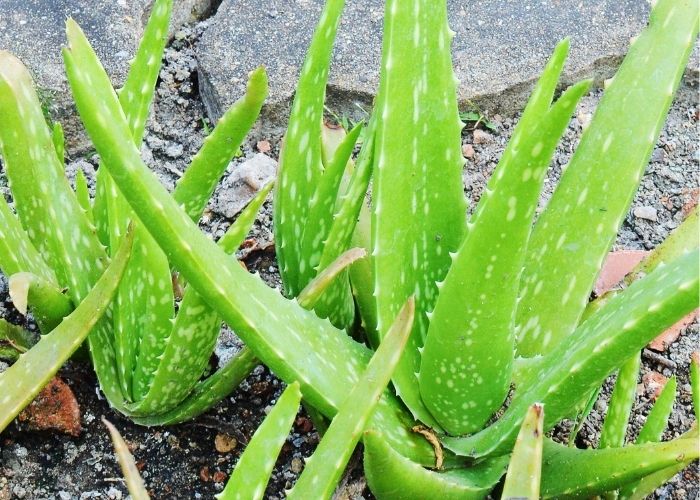  what does aloe vera look like with too much sun