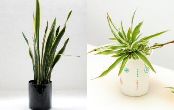 10 Major Differences Between Snake Plant Vs Spider Plant