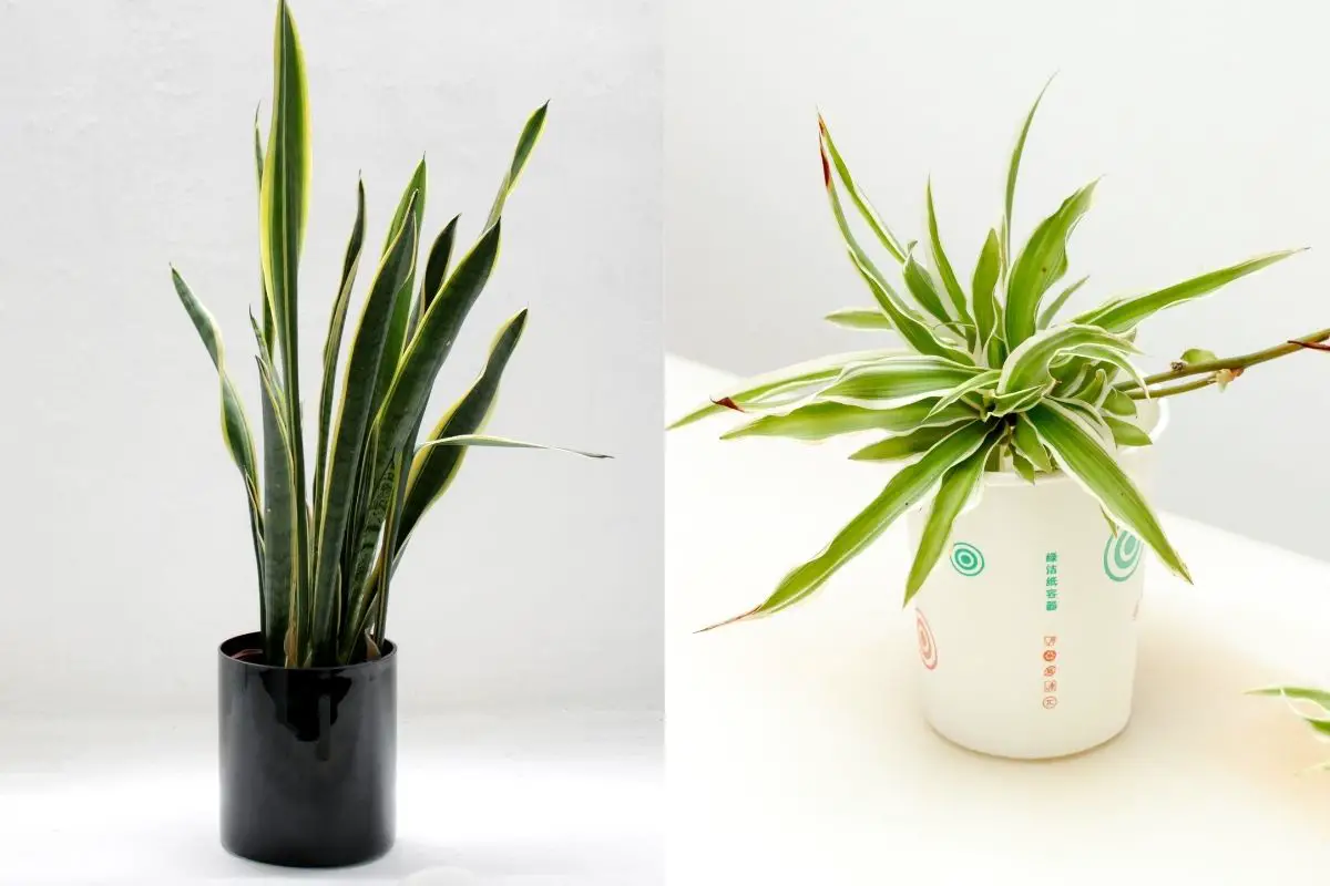 10 Major Differences Between Snake Plant Vs Spider Plant