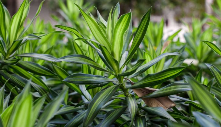 11 Dracaena Companion Plants For The Sunny Garden - Ultimate Guide On Friendly Plants