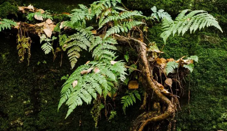 All You Need To Know About Roots Of Ferns
