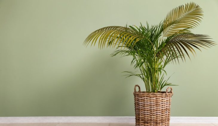 All You Need To Learn About Areca Palm Dry Leaves 