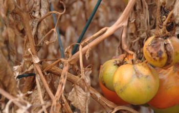 Can You Recover Any Tomatoes After Frost