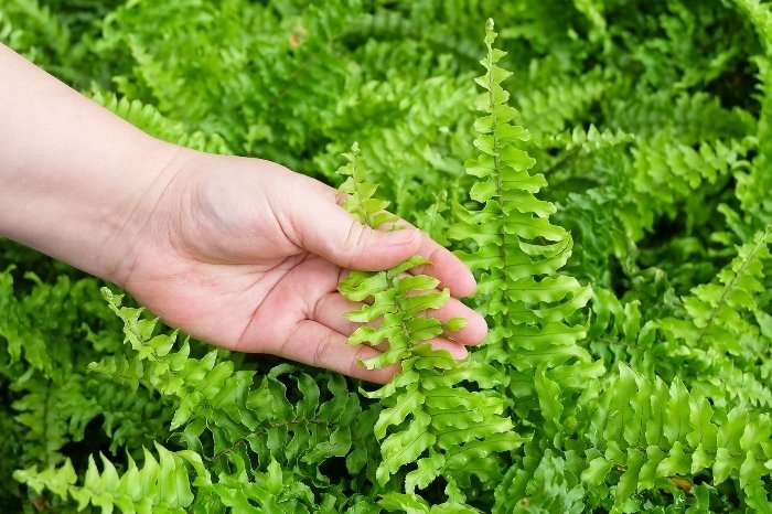 Caring For Roots Of Ferns