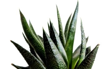 Causes Of Dark Green Aloe And Possible Remedies