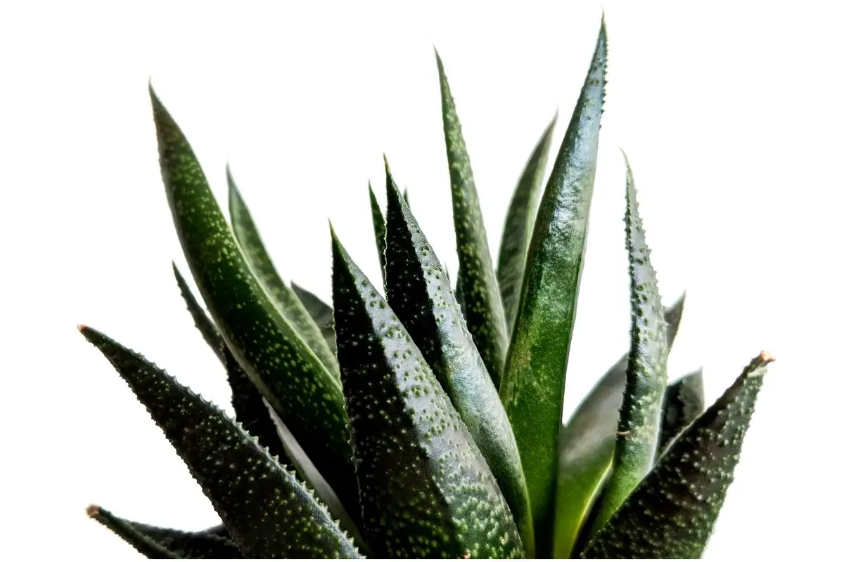 Causes Of Dark Green Aloe And Possible Remedies