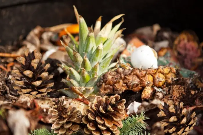 Compost Pine Cones: 3 Essential Factors For A Successful Pine Composting