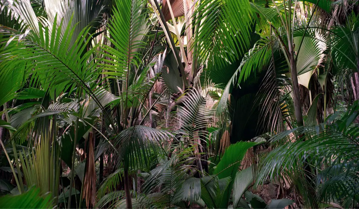 Produceren palmbomen zuurstof - de wondere wereld van palmbomen!